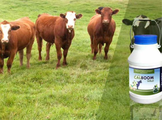 Veterinary Medicine Company in Sikkim | Trusted Veterinary PCD Pharma Solutions